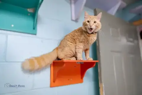 Simba photo 3