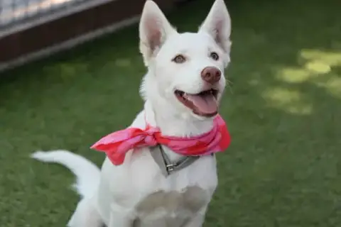 Blanca