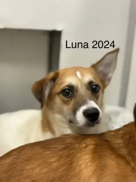 Luna 2024 photo 4