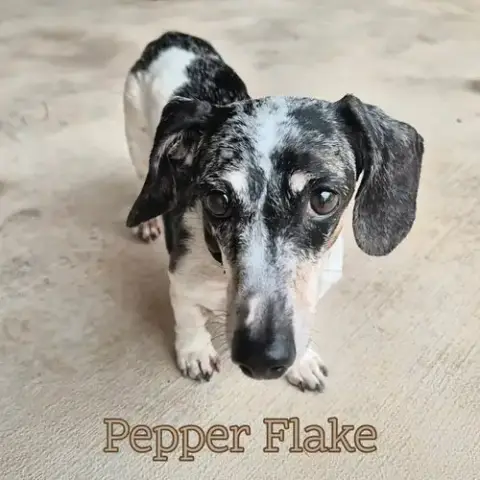Pepper Flake photo 5