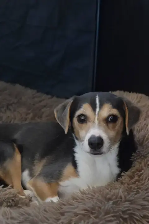 Cruiser-Tiny Cutie!