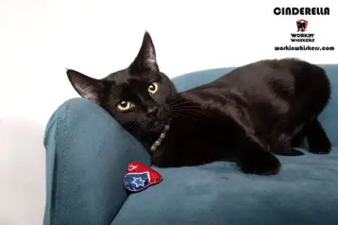 Cinderella
