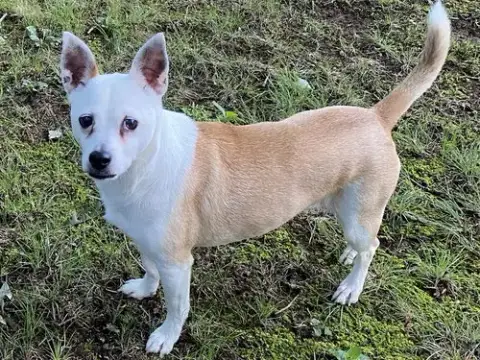 Bobo: Not At Shelter