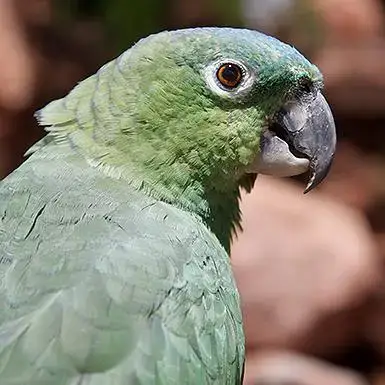 Paco photo 2