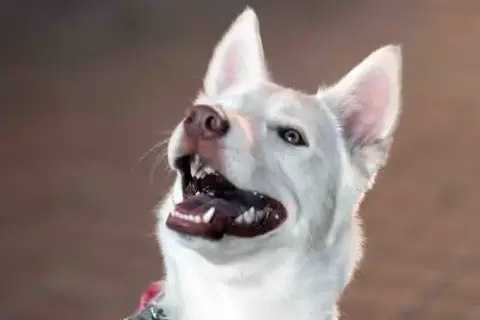 Blanca photo 5