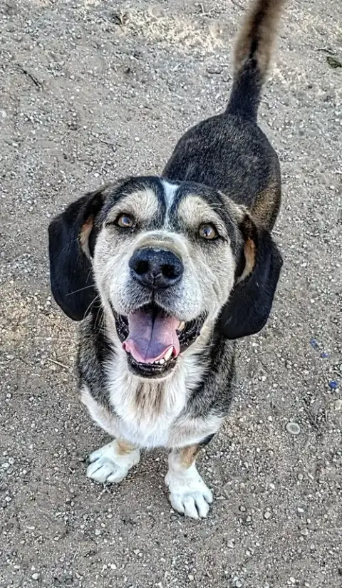 Rocko