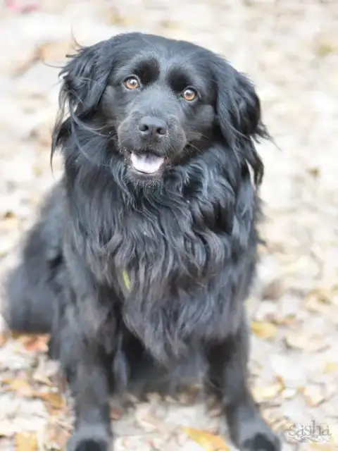 Sasha photo 4