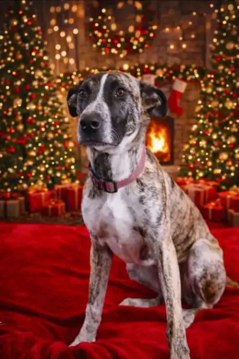 Jingle photo 5