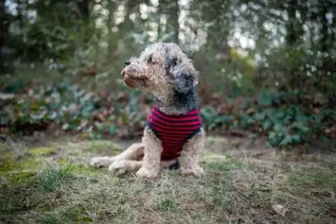 Bentley photo 2