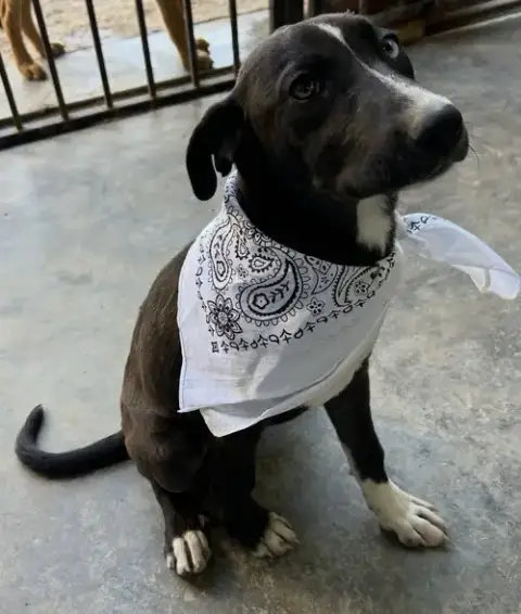 Jett photo 2
