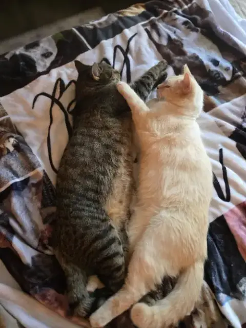Sugar & Beetlejuice photo 3