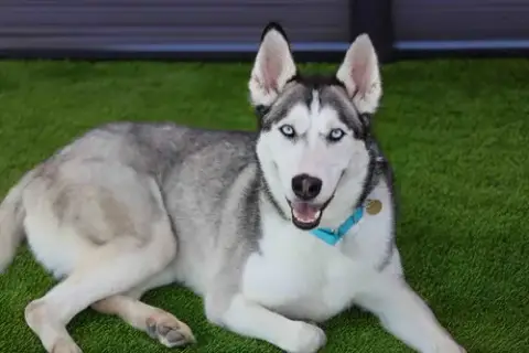 Delilah photo 2