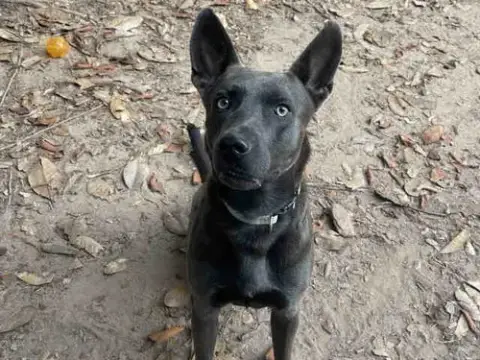 Cinder
