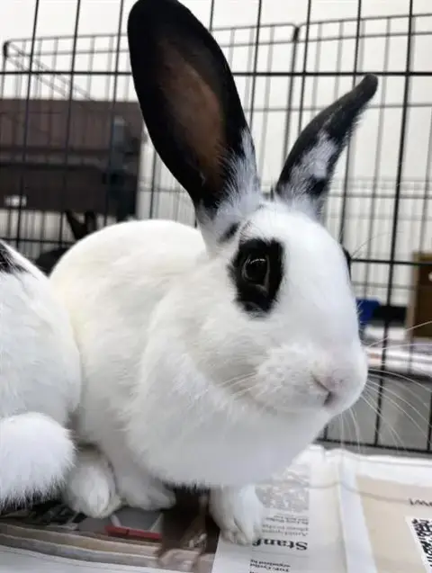 Peanut