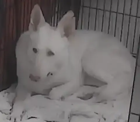 Sugar:   Not At The Shelter