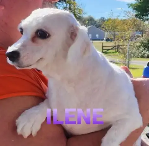 Ilene photo 2