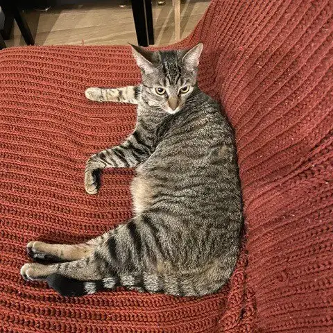 Cleo Iii photo 4