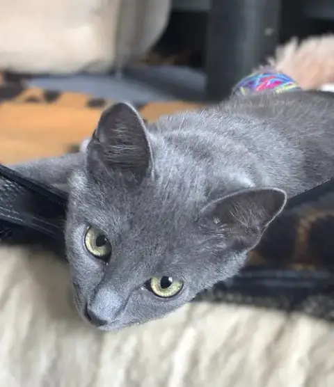 Graciella