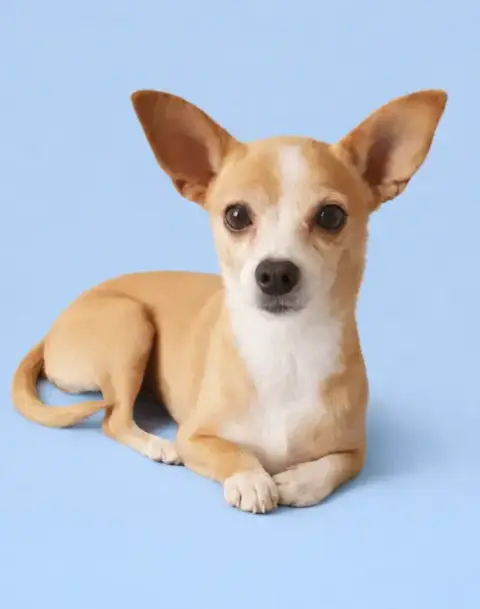 Penny