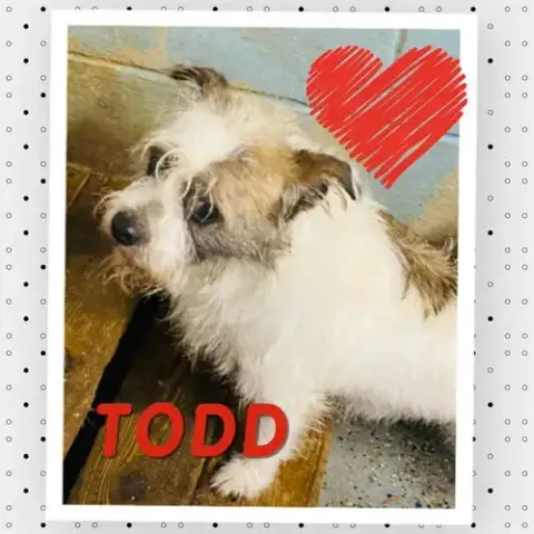 Todd photo 2