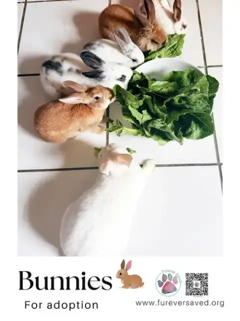 Bunnies For Adoption photo 4
