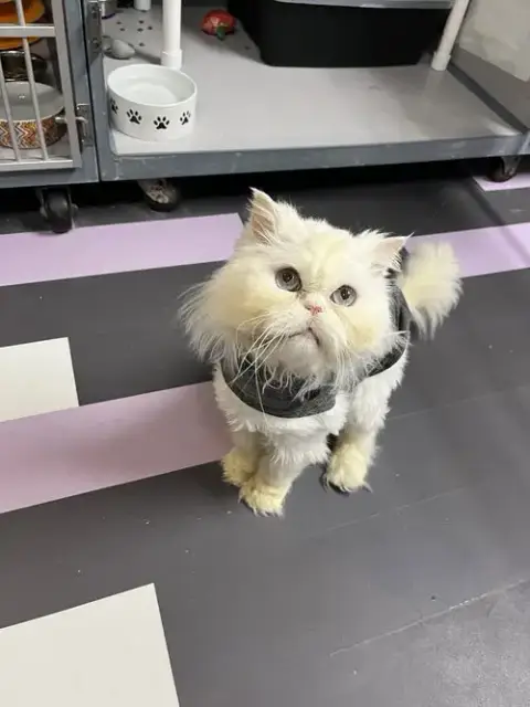 Alfredo