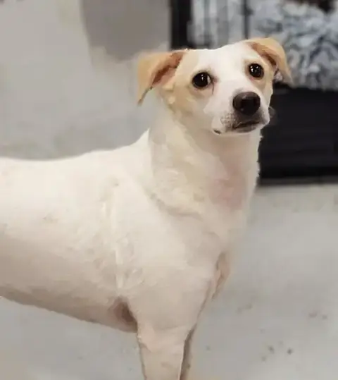 Wishbone photo 3