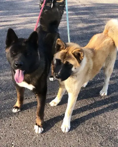Wallace And Winnie photo 2