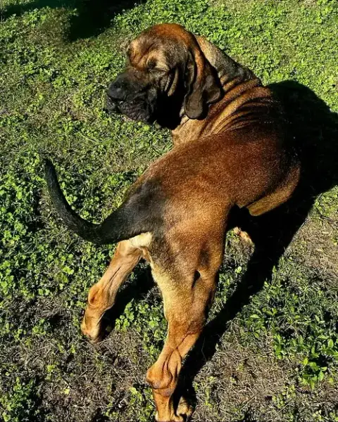 Oro photo 4
