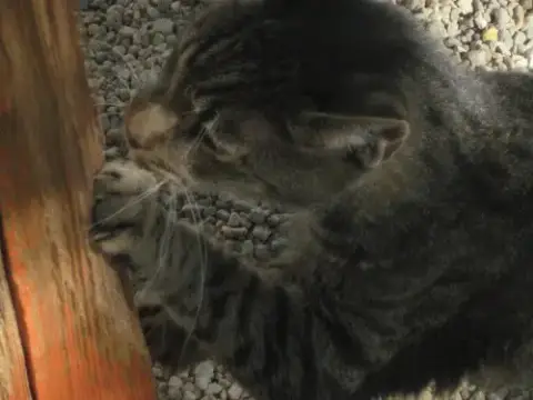 Tigger photo 4