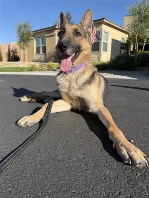 Dodger