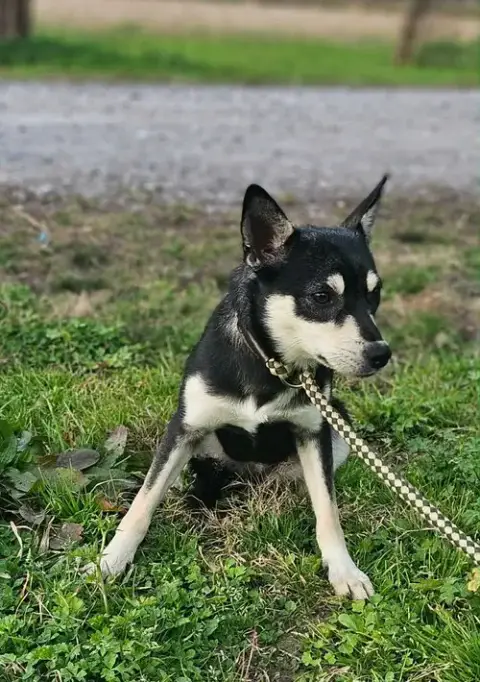 Sheba Shiba