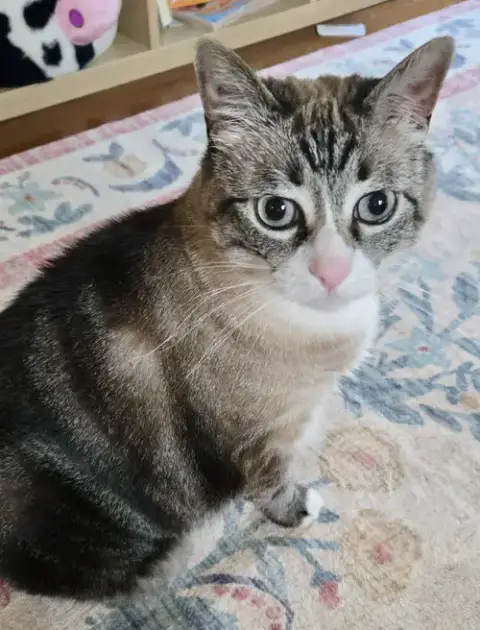 Mama Kitty photo 3