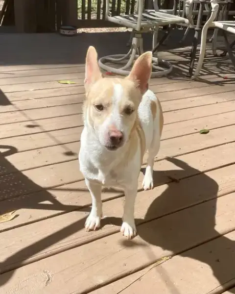 Toby photo 2