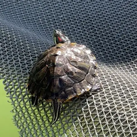 Red Eared Slider Turtles! photo 2