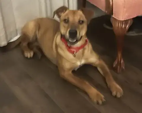Bailey 2 photo 2