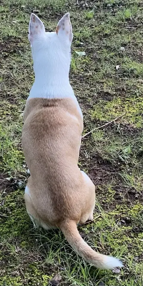 Bobo: Not At Shelter photo 2