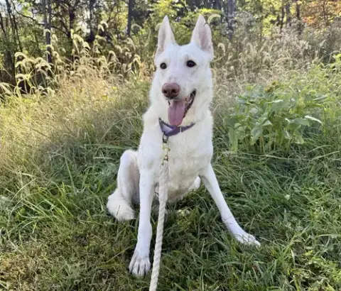 Sugar:   Not At The Shelter photo 3