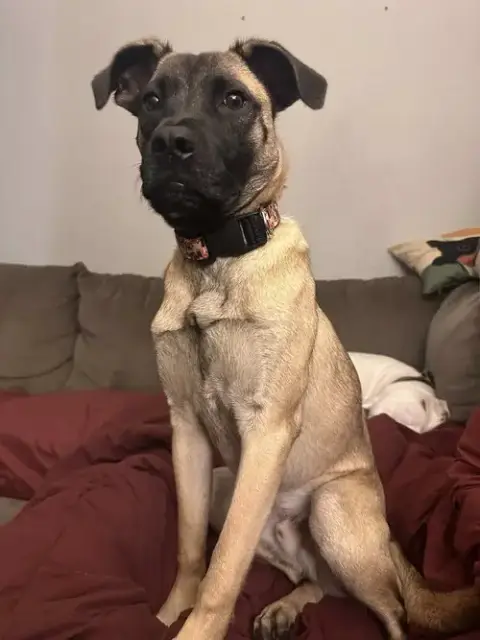 Koda photo 3