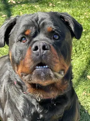 Enzo photo 2