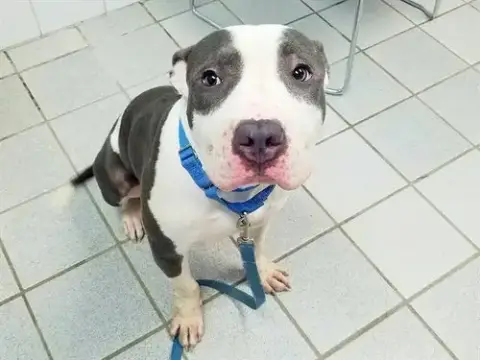 Olaf
