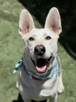 Ruger photo 2