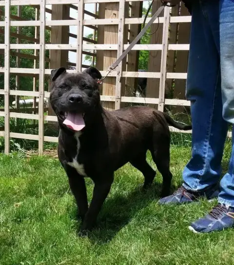 Onyx photo 4