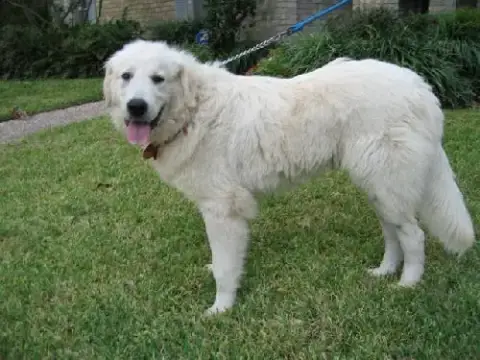 Ok Fosters Needed photo 2