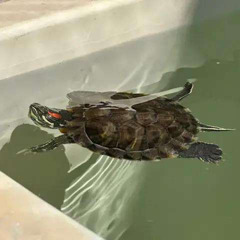 Red Eared Slider Turtles! photo 1