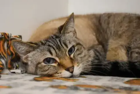 Khaleesi