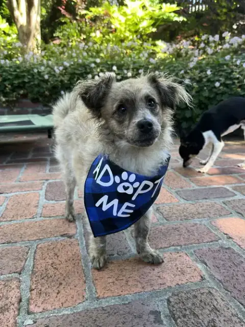 Birdie And Minnie Bonded Pair Blind Dogs