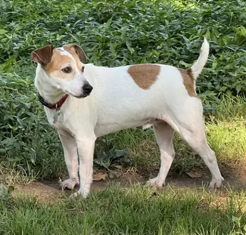 Rocket * photo 3