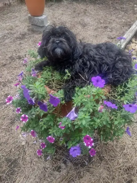 Sadie photo 2