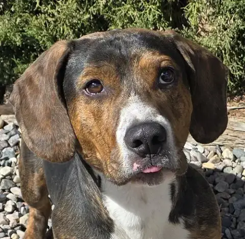 Polite Mr Poco ~ ​Lovely Boy